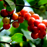Sweet Luvikka / Lovlolika/ Sweet Loovy / Indian Coffee Plum (Flacourtia jangomas) Fruit/Ornamental Live Plant (Home & Garden)