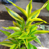 Variegated Lucky Bamboo Plant Ornamental Live Plant (Home & Garden)