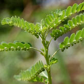 Keezharnelli / Gale of the wind (Phyllanthus niruri) Ornamental/Medicinal/ Live Plant (Home & Garden)