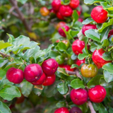Barbados Cherry (Sweet) West Indian Cherry (Malpighia emarginata) Fruit Live Plant (Home & Garden)