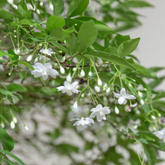 Water Jasmine(Wrightia religiosa)Ornamental Flowering Live Plant (Home & Garden)