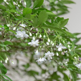 Water Jasmine(Wrightia religiosa)Ornamental Flowering Live Plant (Home & Garden)