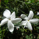 Flowering Plant Birth Star: Pooyam (Plant: Pichi Poo / Jasminum angustifolium) Flowering/Ornamental Live Plant (H&G)