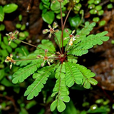 Flowering Plant Birth Star: Atham (Plant: Mukkutti / Little Tree Plant / Biophytum sensitivum) Medicinal / Flowering Live Plant (H&G)