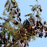 Karingali, Cutch Tree, Black catechu, Black cutch (Acacia Catechu) Medicinal Live Plant (Home & Garden)