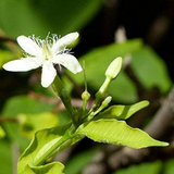 Danthapala (Wrightia tinctoria) Pala Indigo Plant | Dyer's Oleander Flowering/Ornamental/Medicinal Live Plant (Home & Garden)