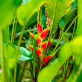 Heliconia Wagneriana (genus Heliconia) Flowering/Ornamental Live Plant (Home & Garden)