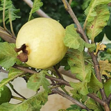 Spring Guava Fruit (Casimiroa Edulis) Grafted Fruit Plant (Home & Garden Plants)