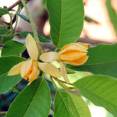 Chempakam (Grafted) Plant (Magnolia Champaca) Flowering/Ornamental Live Plant (Home & Garden)