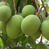 Moovandan Mango (Grafted) (Mangifera indica) Fruit Live Plant (Home & Garden)