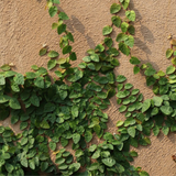 Creeping Fig Plant / Climbing Fig Ficus pumila Ornamental Live Plant (Home & Garden)