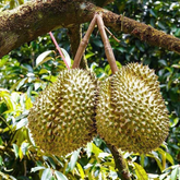 Durian (Durio) Fruit Live Plant (Home & Garden)