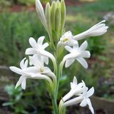Rajnigandha, Tuberose (Single Petal) Rhizome 10 Nos