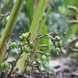 True Cardamom / Elakka / Elaichi (Elettaria cardamomum) Medicinal / Ornamental / Spice Live Plant (Home & Garden)