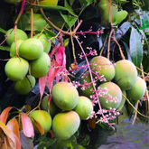 Kottaparamban Mango Plant (Mangifera indica) Fruit Live Plant (Home & Garden)