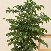 China Baby Doll (Small) (Radermachera sinica) Ornamental Live Plant in Ploybag (Home & Garden)