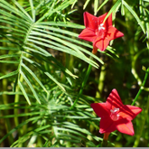 Akasha Mulla (Ipomoea pinnata) Ornamental Flowering Live Plant (Home & Garden)