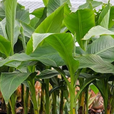 Granil Banana Fruit Live Plant (Home & Garden)