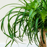 Nolina/Ponytail Palm(Beaucarnea recurvata)Ornamental Live Plant (Home & Garden)