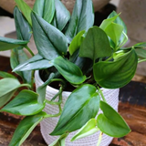 Scindapsus Treubii Moonlight(Epipremnum aureum) Live plant(Home & Garden)