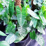 Kerala Hybrid Philodendron Ornamental / Creeper Live Plant (Home & Garden)