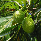Breadfruit / Kadachakka (Grafted/Layered) (Artocarpus Altilis) Fruit Live Plant (Home & Garden)