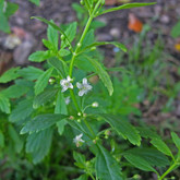 Kallurukki (Scoparia Dulcis) Stone Breaker Ornamental/Medicinal/ Live Plant (Home & Garden)