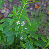 Kallurukki (Scoparia Dulcis) Stone Breaker Ornamental/Medicinal/ Live Plant (Home & Garden)