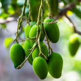 Katimon Mango Plant (Mangifera indica) Fruit Live Plant (Home & Garden)