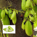 Irumban Puli / Bilimbi (Averrhoa bilimbi) Fruit Live Plant (Home & Garden)