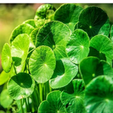 Centela/Kudavan/Kodangal(Centella asiatica) Medicinal Live Plant (Home & Garden)