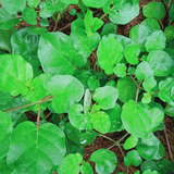 Thazhuthama (Boerhaavia Diffusa)Tamilama / Punarnava / Beshakapore / Medicinal Live Plant (Home & Garden)