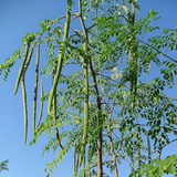 Moringa / Muringa / Drumstick Tree (Moringa oleifera) Fruit/Ornamental/Medicinal/ Live Plant (Home & Garden)