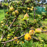 Blackberry Jam Plant (Rubus fruticosus) Fruit Live Plant (Home & Garden)