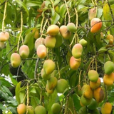 Kottoorkonam Mango Plant (Mangifera indica) Fruit Live Plant (Home & Garden)