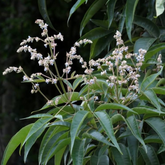 Mayilellu/Tall Chaste Tree(Vitex Altissima) Live Plant (Home & Garden)