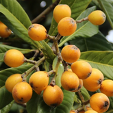 Loquat Plum Plant (Eriobotrya japonica) Fruit Live Plant (Home & Garden)