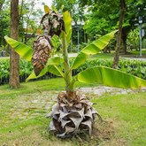 Kalluvazha / Malavazha / Rock Banana (Ensete Superbum) Fruit Live Plant (Home & Garden)