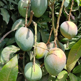 Jehangir Mango Plant (Mangifera indica) Fruit Live Plant (Home & Garden)