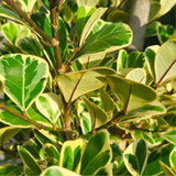 Ficus triangularis 'Variegata' Ornamental Live Plant In Pot (Home & Garden)