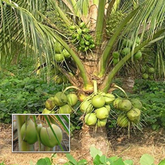 Coconut Tree Hybrid T X D Coconut Live Plant (Home & Garden)