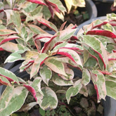 Chinese Croton (Excoecaria cochinchinensis) Ornamental Live Plant (Home & Garden)