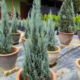 Silver Pine Plant Ornamental Live Plant (Home & Garden)