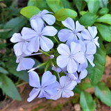 Neela koduveli / Blue Leadwort (Plumbago auriculata) Flowering/Ornamental/Medicinal Live Plant (Home & Garden)