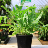 Blue Star Fern (Phlebodium aureum) - Live Plant in pot (Home & Garden)