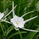 Spider Lilly (Hymenocallis littoralis) Flowering/Ornamental Live Plant (Home & Garden)