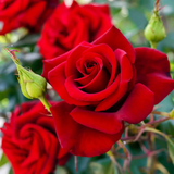 Red Rose (Rosa meldomonac.) Flowering/Ornamental Live Plant (Home & Garden)