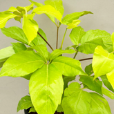 Golden Brassia / Schefflera Actinophylla Golden plant Ornamental Live Plant (Home & Garden)