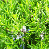 Rosemary Plant / Gulmehendi (Salvia rosmarinus) Flowering / Ornamental / Medicinal Live Plant (Home & Garden)