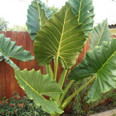 Alocasia Elephant Ear (Alocasia odora)- Live Plant (Home & Garden)